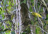 Spot-winged Grosbeakborder=